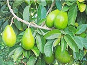 Bảo quản bơ bằng màng chitosan kết hợp acid lauric